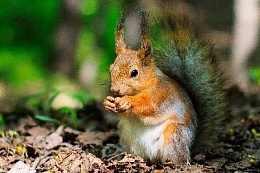 Итоги фотоконкурса «Окно в природу» Итоги фотоконкурса «Окно в природу»